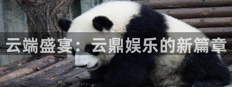 壹号大舞台官网：云端盛宴：云鼎娱乐的新篇章