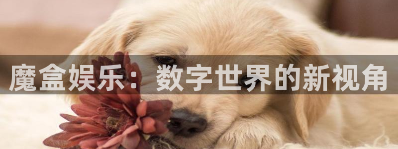 天富平台,apk.1：魔盒娱乐：数字世界的新视角
